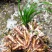 大山里野生石菖蒲水培植物可做鱼缸鱼塘池塘绿植庭院绿景好养