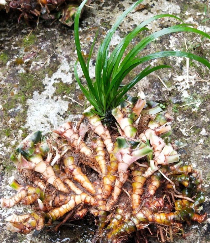 大山里野生石菖蒲水培植物可做鱼缸鱼塘池塘绿植庭院绿景好养