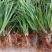 大山里野生石菖蒲水培植物可做鱼缸鱼塘池塘绿植庭院绿景好养