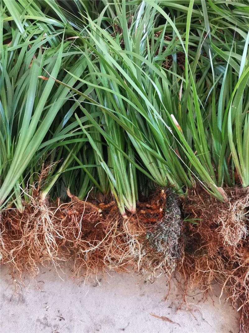 大山里野生石菖蒲水培植物可做鱼缸鱼塘池塘绿植庭院绿景好养