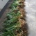 大山里野生石菖蒲水培植物可做鱼缸鱼塘池塘绿植庭院绿景好养