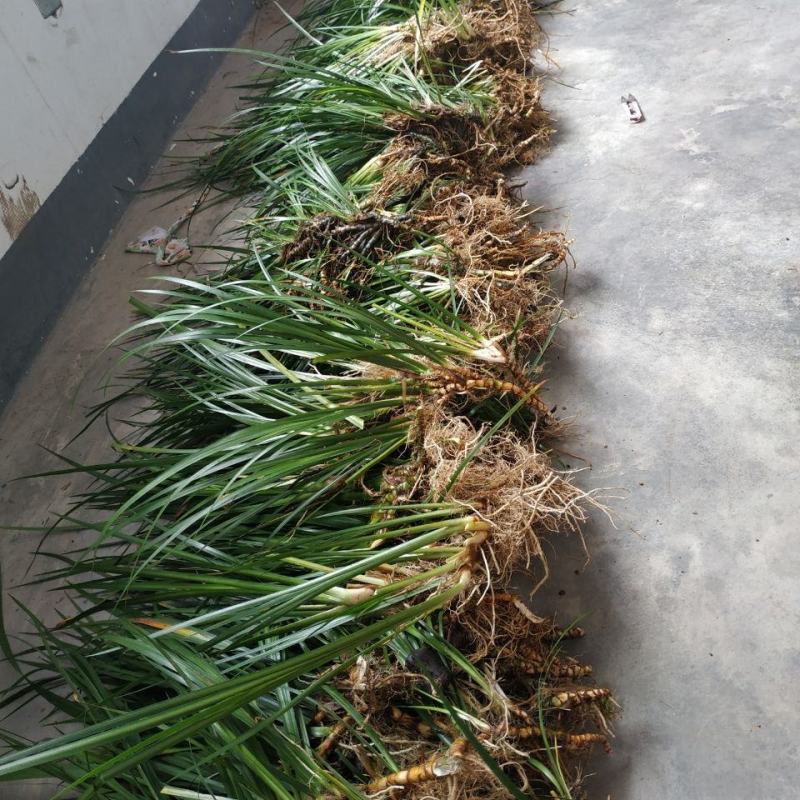 大山里野生石菖蒲水培植物可做鱼缸鱼塘池塘绿植庭院绿景好养