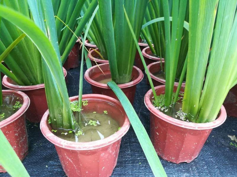 大山里野生石菖蒲水培植物可做鱼缸鱼塘池塘绿植庭院绿景好养