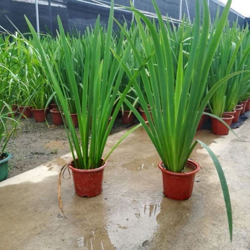 大山里野生石菖蒲水培植物可做鱼缸鱼塘池塘绿植庭院绿景好养