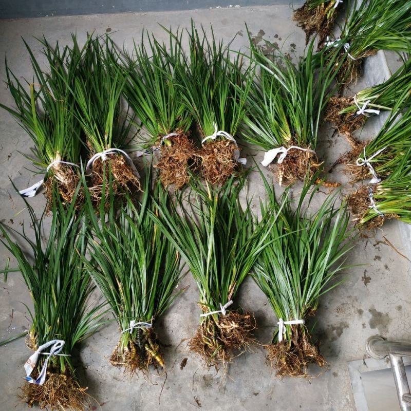 大山里野生石菖蒲水培植物可做鱼缸鱼塘池塘绿植庭院绿景好养