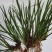 大山里野生石菖蒲水培植物可做鱼缸鱼塘池塘绿植庭院绿景好养