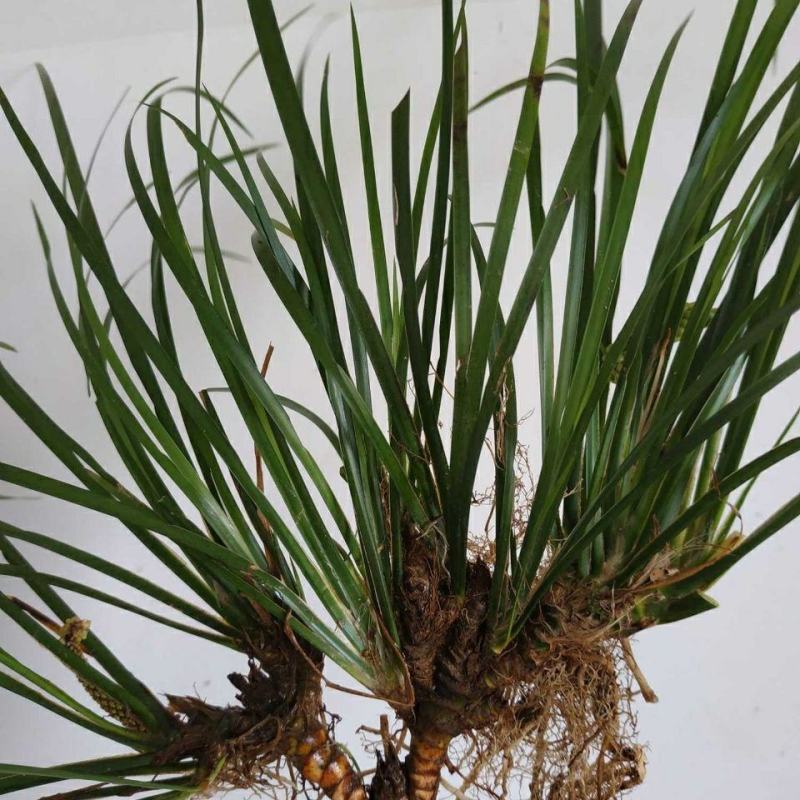 大山里野生石菖蒲水培植物可做鱼缸鱼塘池塘绿植庭院绿景好养