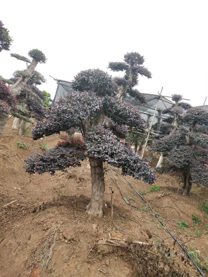 红花继木树桩庭院花卉植物植物四季户外四季盆景庭优价卖了