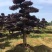 红花继木树桩庭院花卉植物植物四季户外四季盆景庭优价卖了