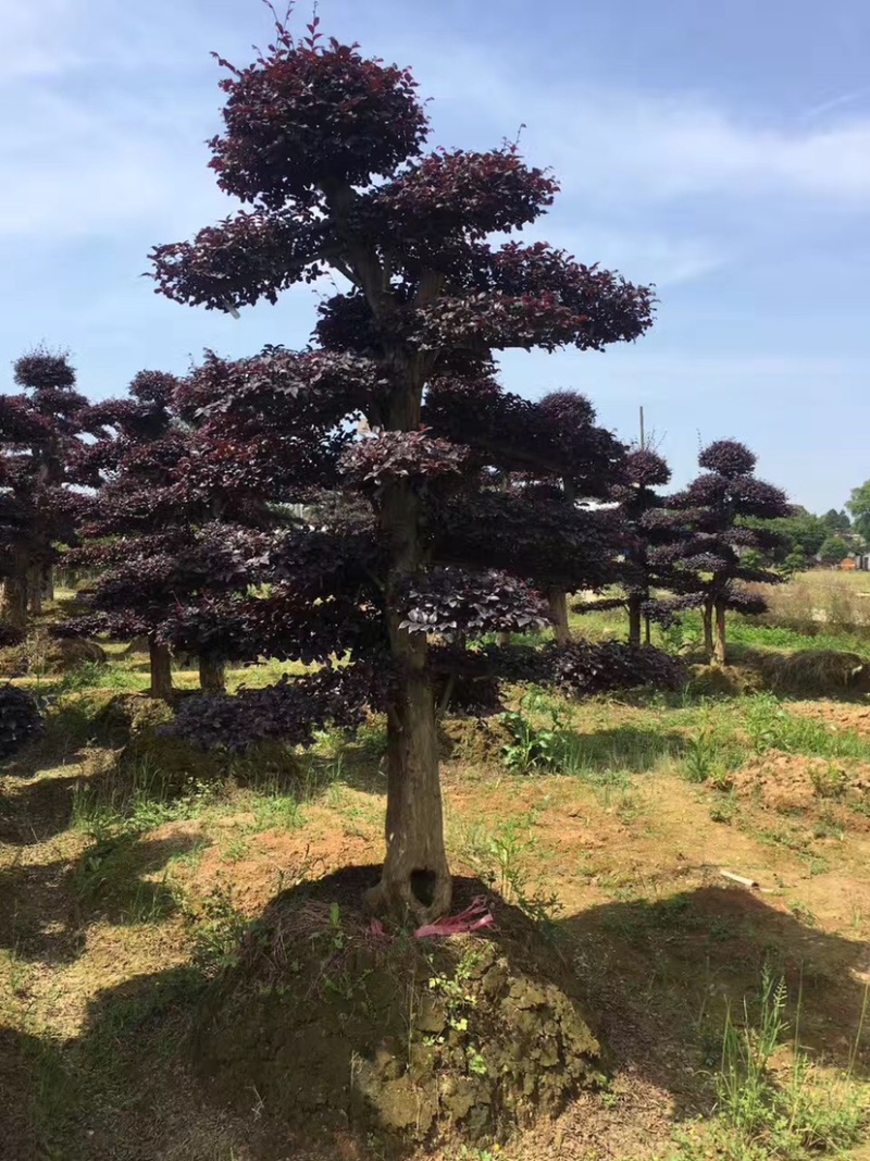 红花继木树桩庭院花卉植物植物四季户外四季盆景庭优价卖了
