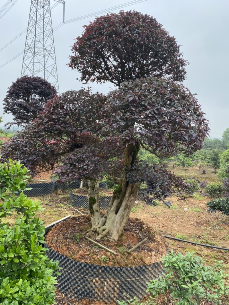 红花继木树桩庭院花卉植物植物四季户外四季盆景庭优价卖了