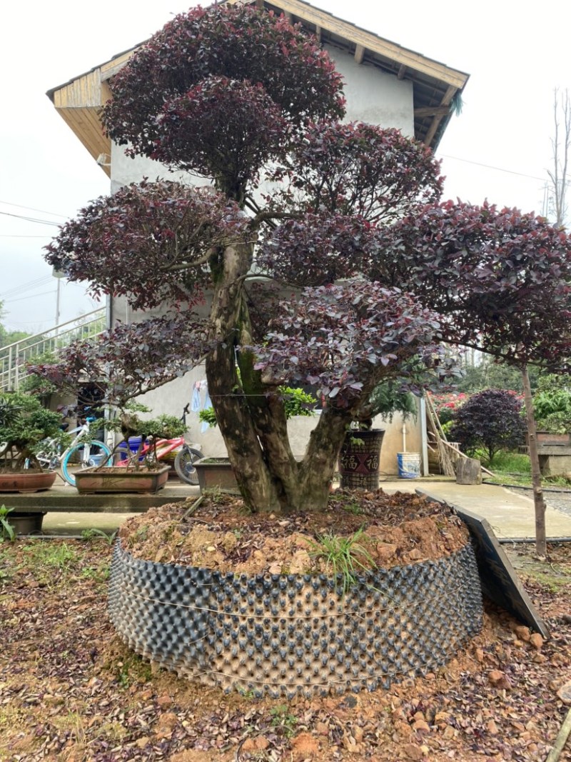 红花继木树桩庭院花卉植物植物四季户外四季盆景庭优价卖了