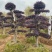 红花继木树桩庭院花卉植物植物四季户外四季盆景庭优价卖了