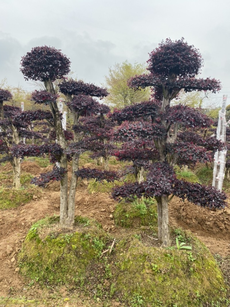 红花继木树桩庭院花卉植物植物四季户外四季盆景庭优价卖了