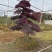 红花继木树桩庭院花卉植物植物四季户外四季盆景庭优价卖了