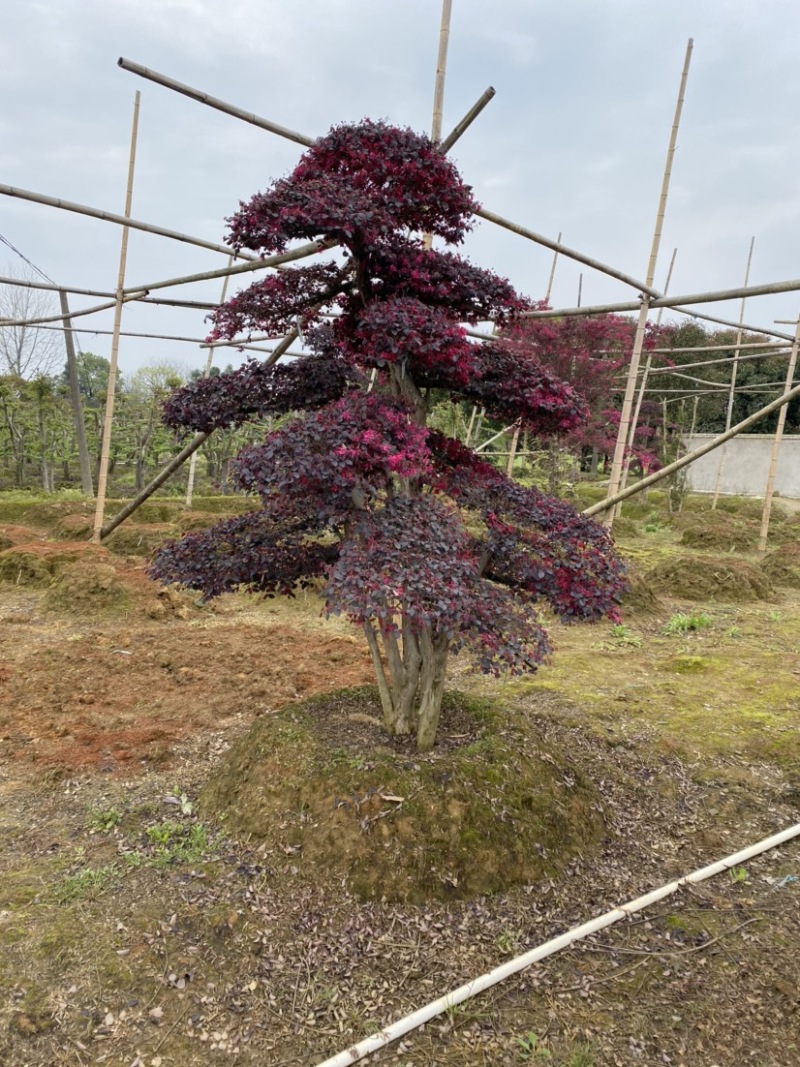 红花继木树桩庭院花卉植物植物四季户外四季盆景庭优价卖了