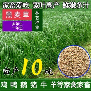 黑麦草种子一年生多年生四季再生养殖牛畜牧草种籽喂鱼草