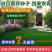 四季青草坪籽种庭院公园广场草坪草皮耐寒耐旱耐踩型