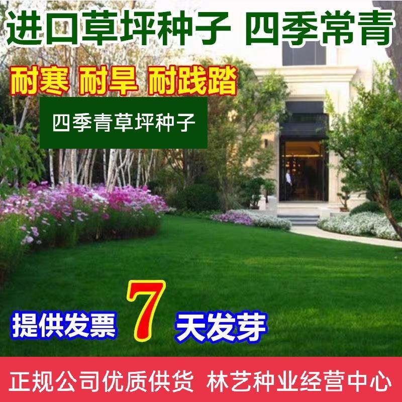 四季青草坪籽种庭院公园广场草坪草皮耐寒耐旱耐踩型