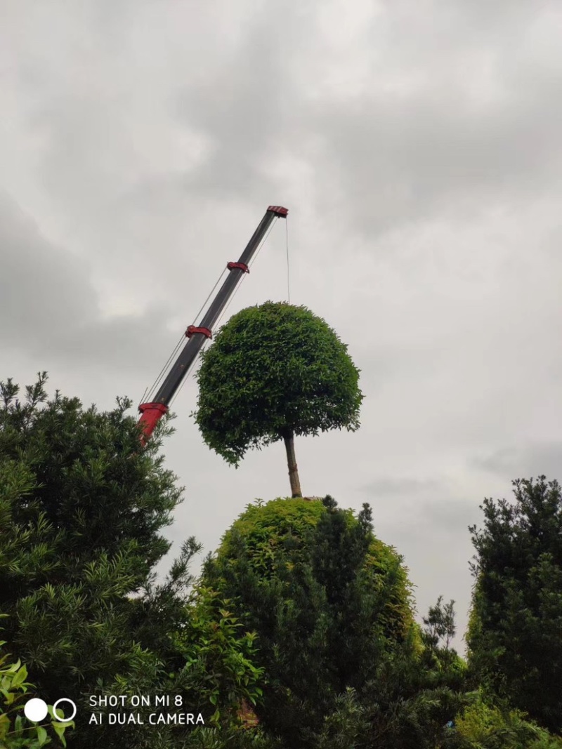 精品桂花树及精品桂花球大型地栽花卉栽树苗优价卖了