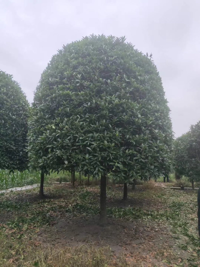 精品桂花树及精品桂花球大型地栽花卉栽树苗优价卖了