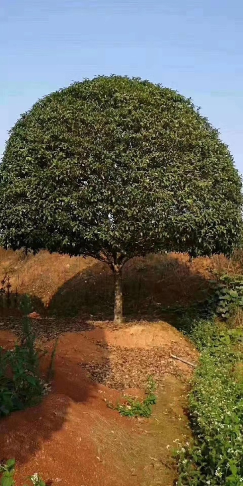 精品桂花树及精品桂花球大型地栽花卉栽树苗优价卖了