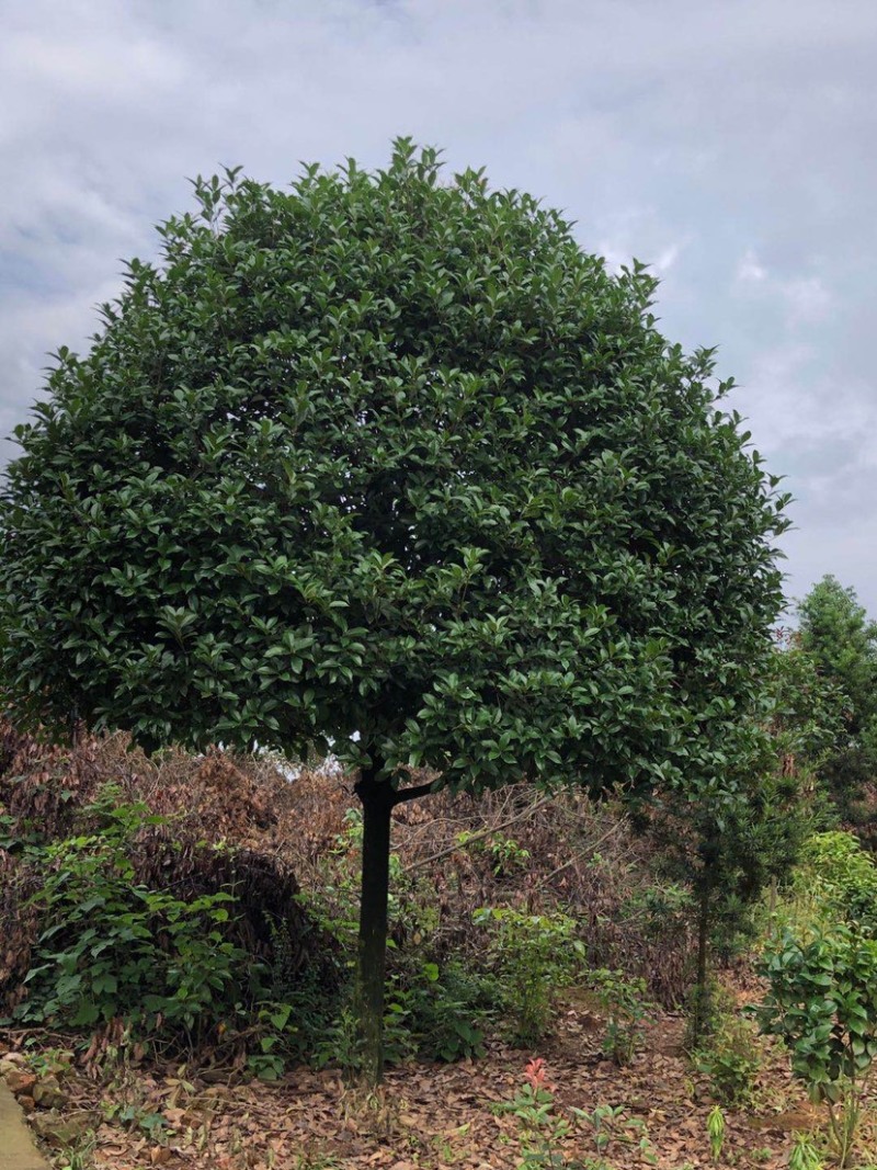 精品桂花树及精品桂花球大型地栽花卉栽树苗优价卖了
