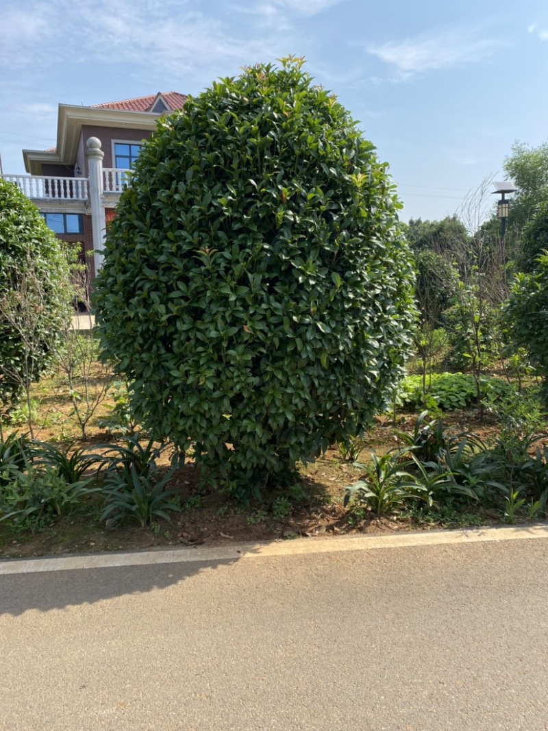 精品桂花树及精品桂花球大型地栽花卉栽树苗优价卖了