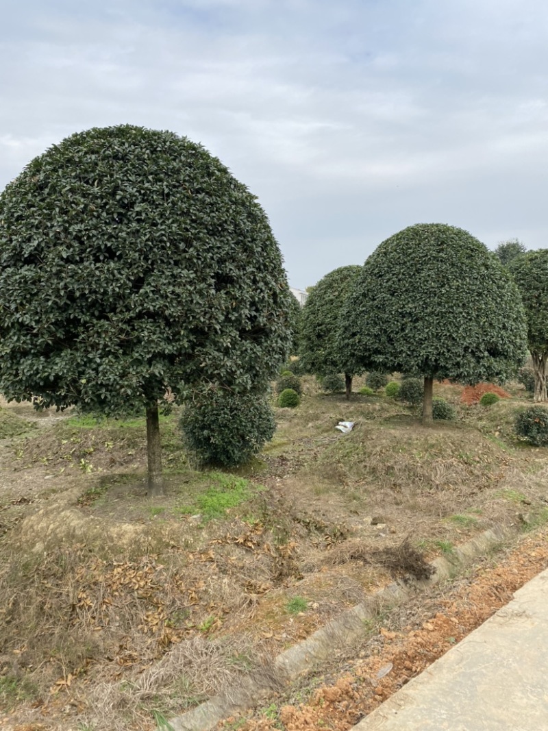 精品桂花树及精品桂花球大型地栽花卉栽树苗优价卖了