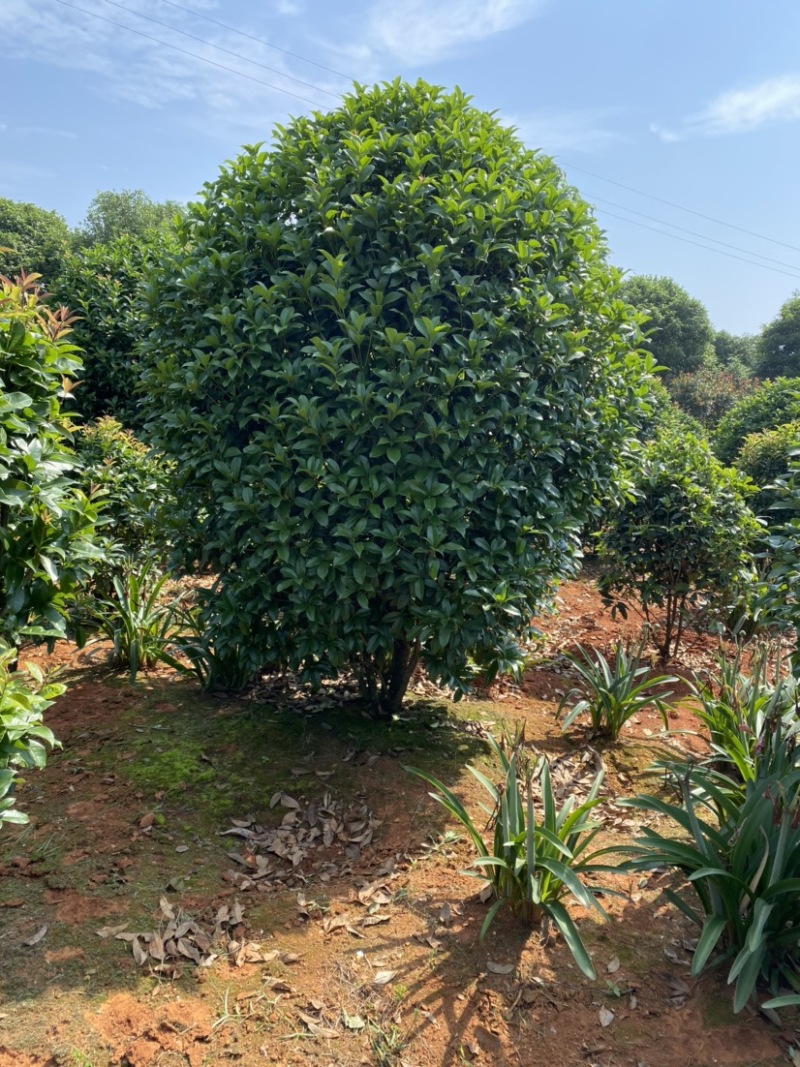 精品桂花树及精品桂花球大型地栽花卉栽树苗优价卖了