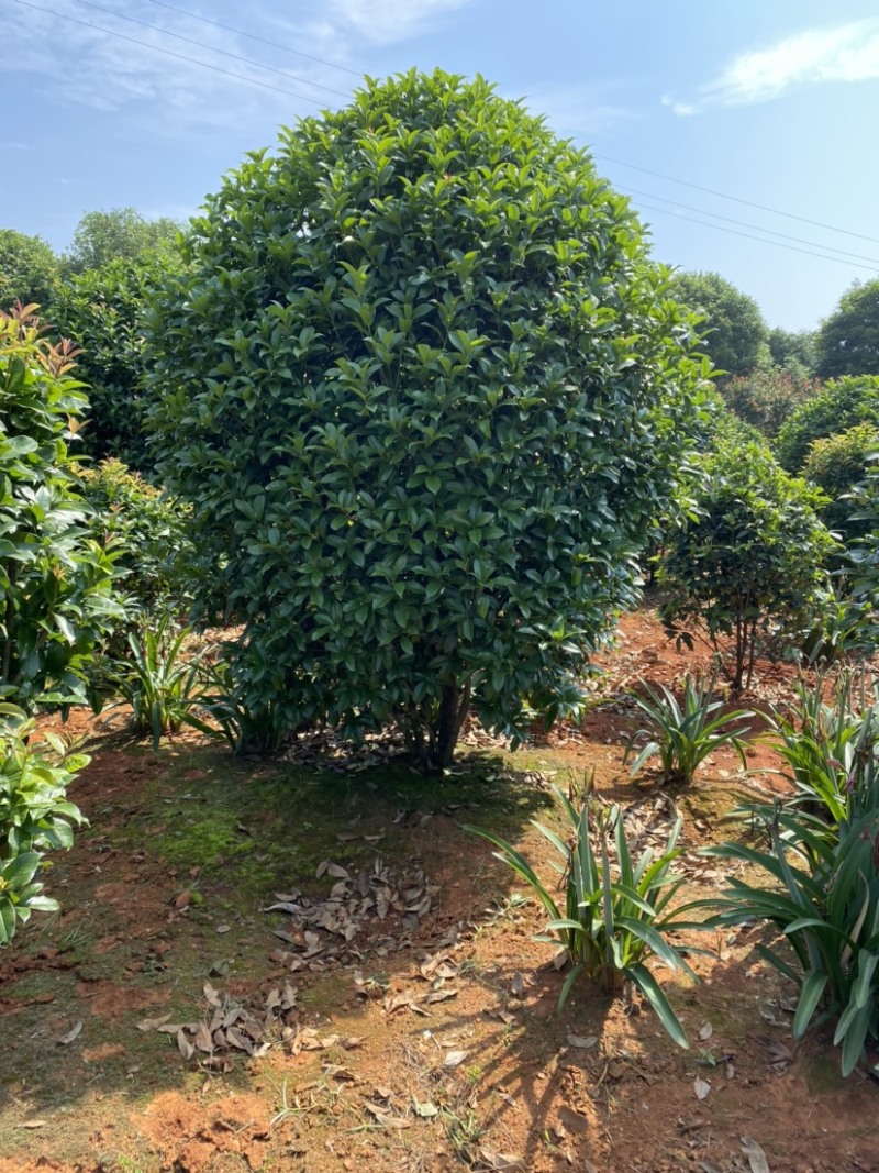 精品桂花树及精品桂花球大型地栽花卉栽树苗优价卖了