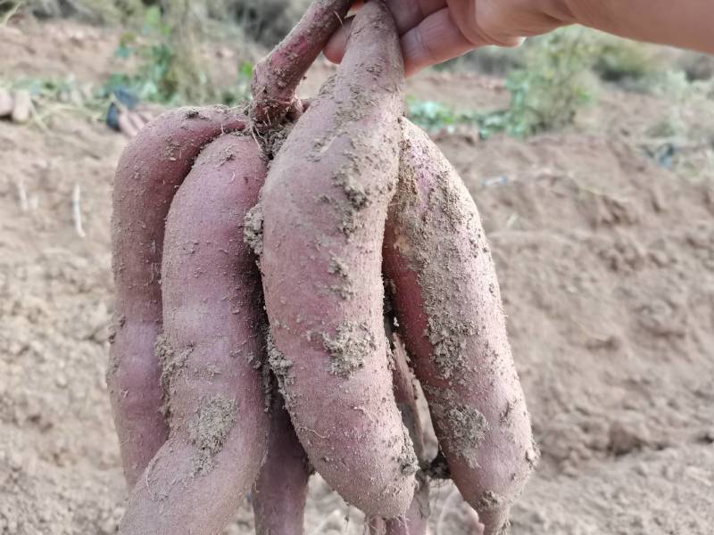 【包邮】山地沙土一支香板粟薯面甜可口原始种植现挖现发一件代发