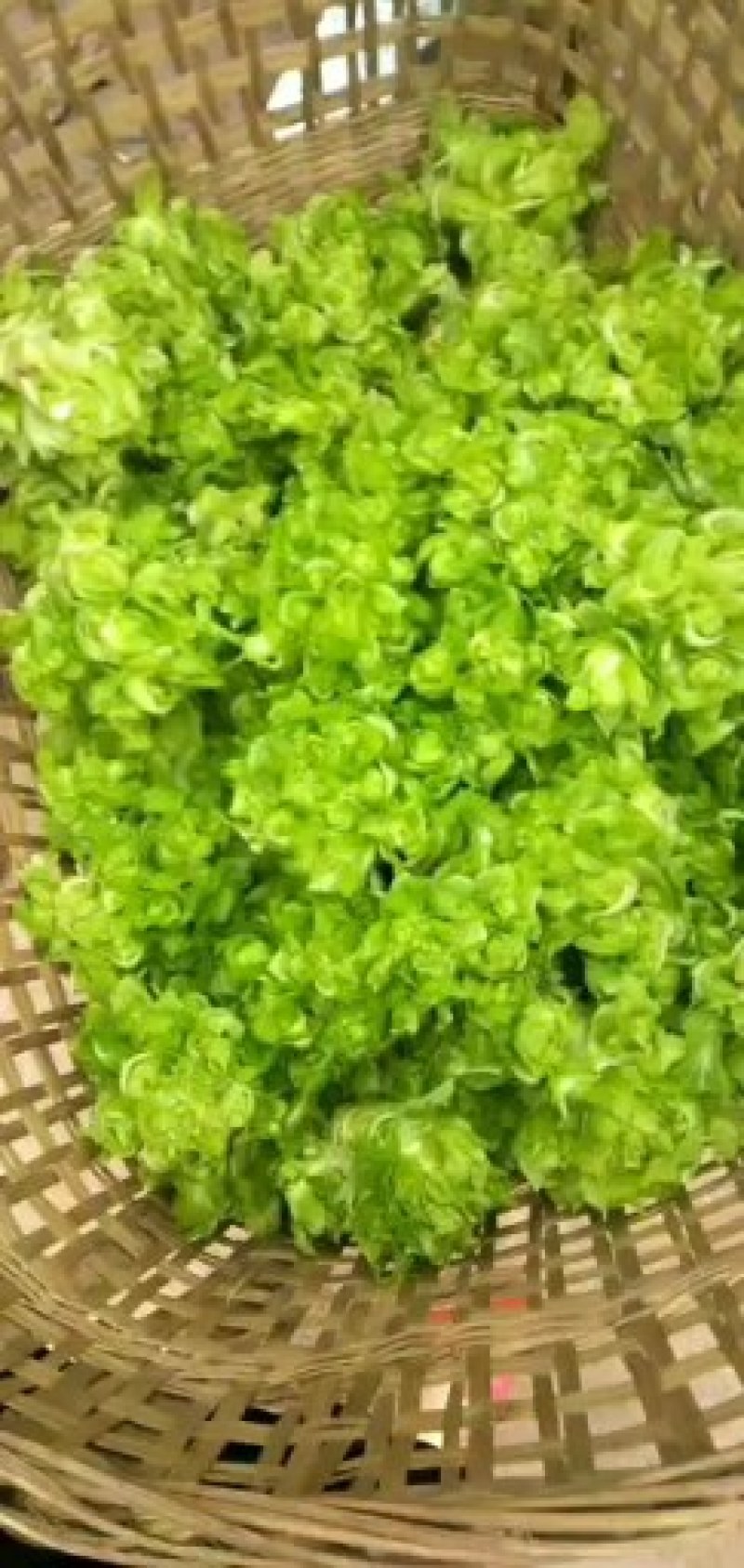 儿菜，杂菜，棒茶，欢迎采购的朋友。