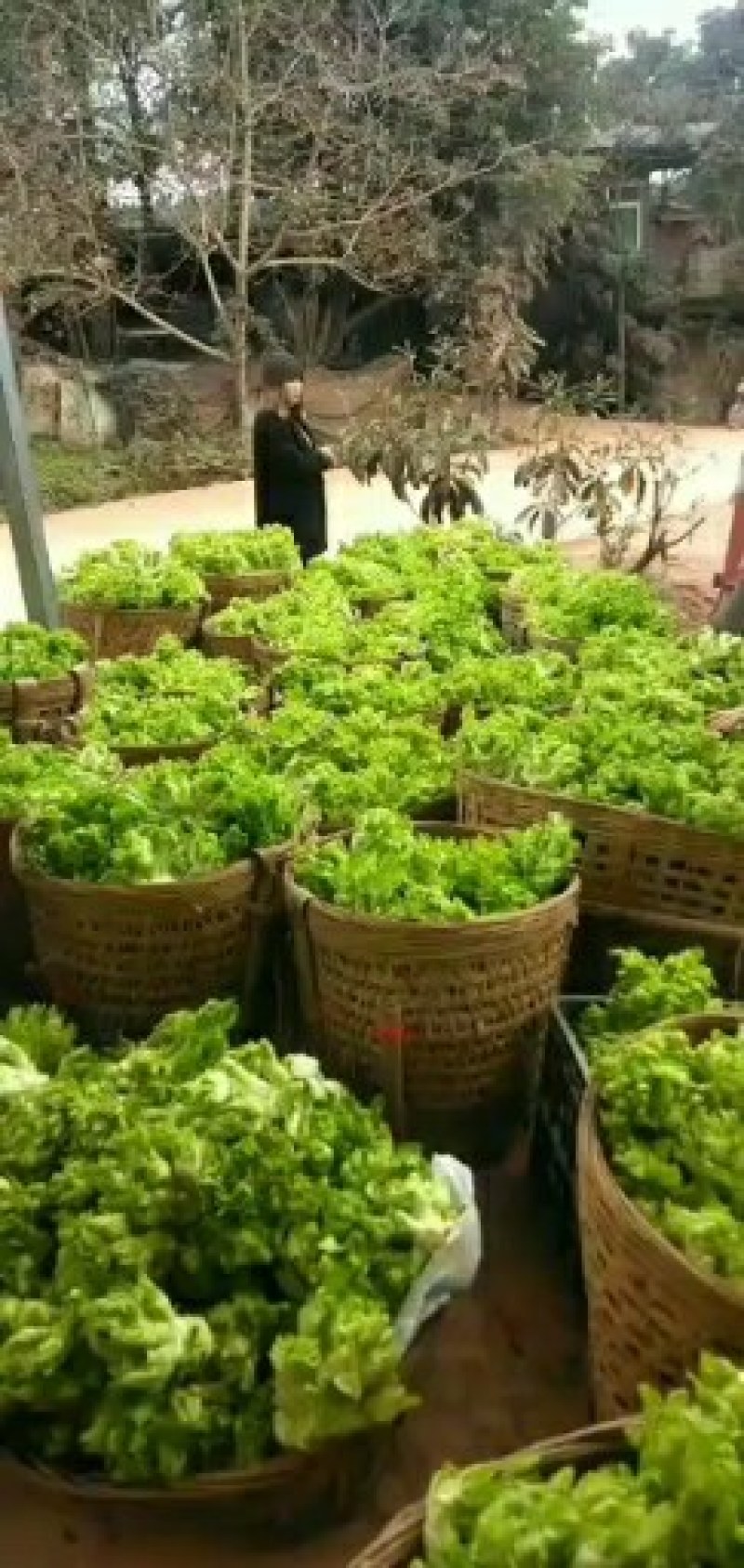 儿菜，杂菜，棒茶，欢迎采购的朋友。