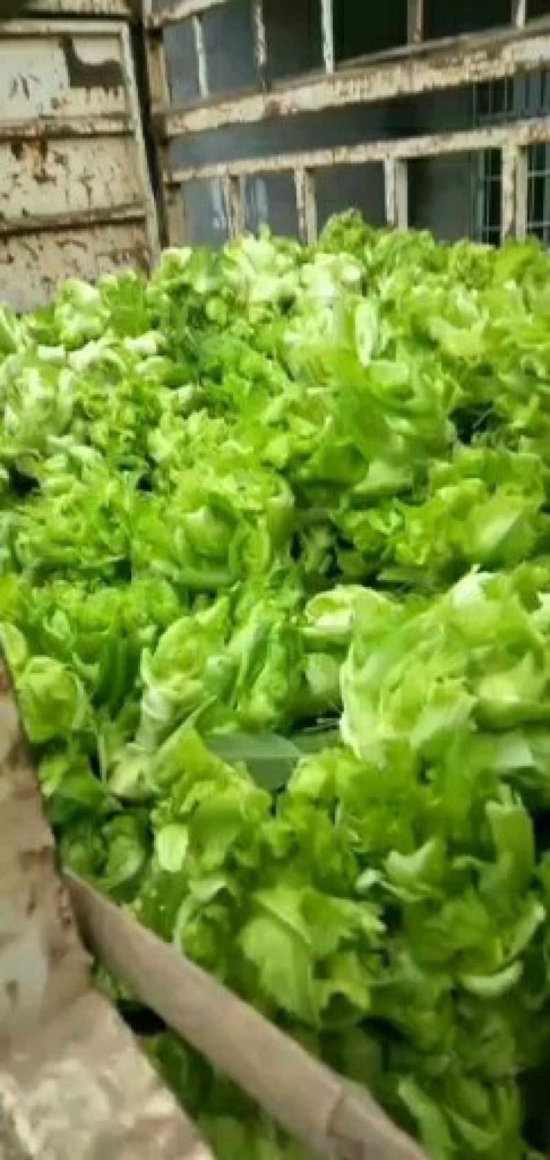 儿菜，杂菜，棒茶，欢迎采购的朋友。
