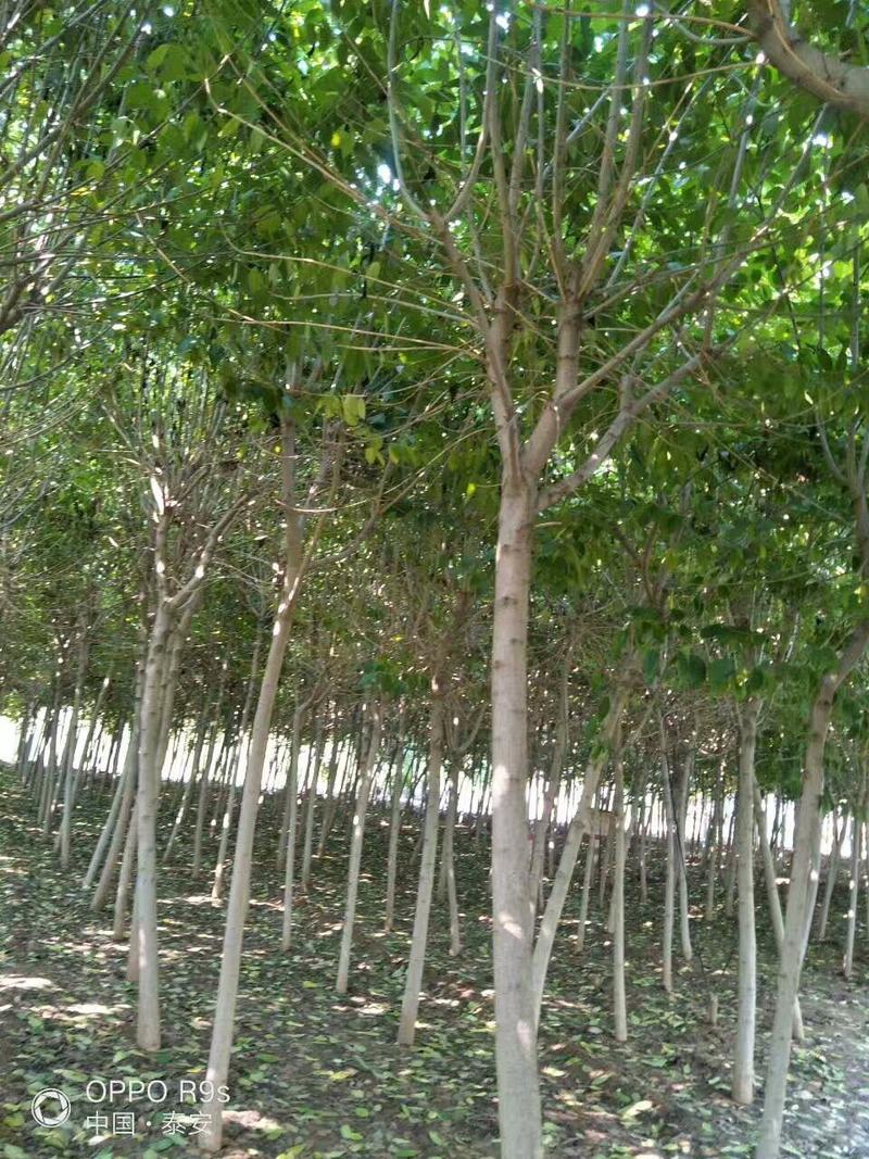 山东大型苗木繁育场，基地直供各种规格杜仲树1——10公分