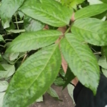 陆英根陆英叶杆接骨草.走马风.八棱麻