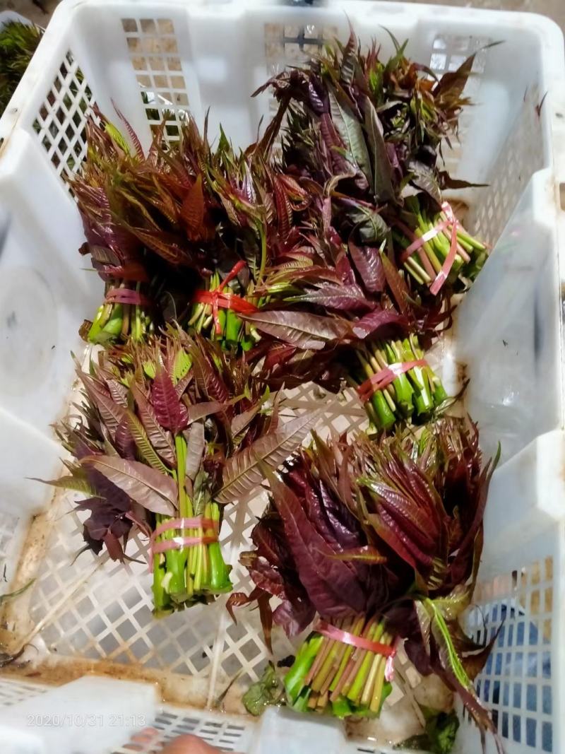 云南香椿芽（四季如椿）露天种植绿色无公害四季供应肥美鲜嫩