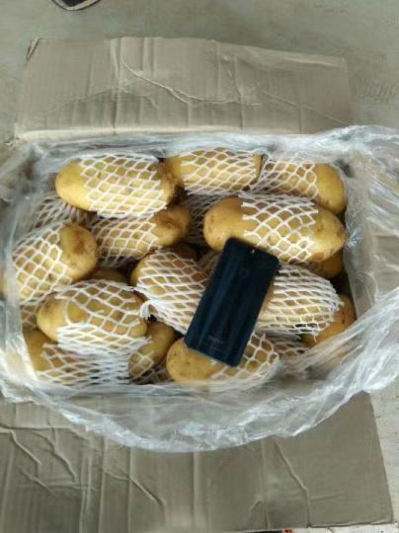 山东土豆荷兰十五土豆产地直供质量保证袋子箱子都有