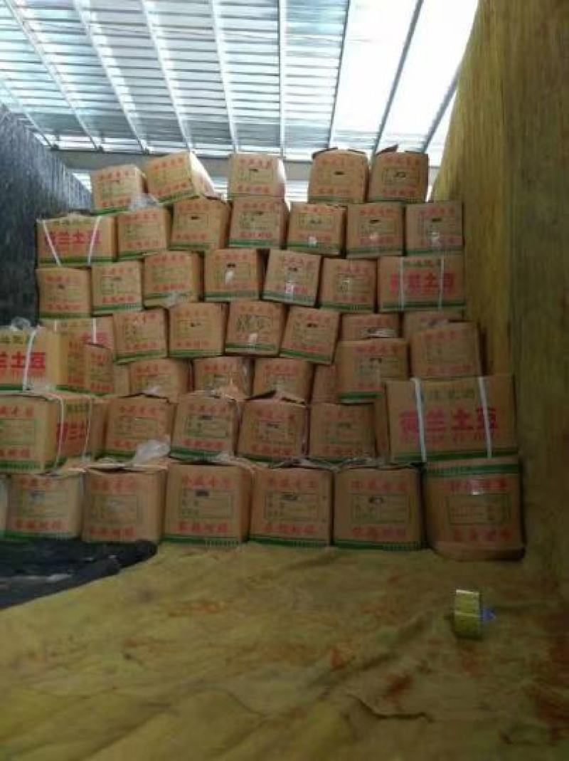 山东土豆荷兰十五土豆产地直供质量保证袋子箱子都有