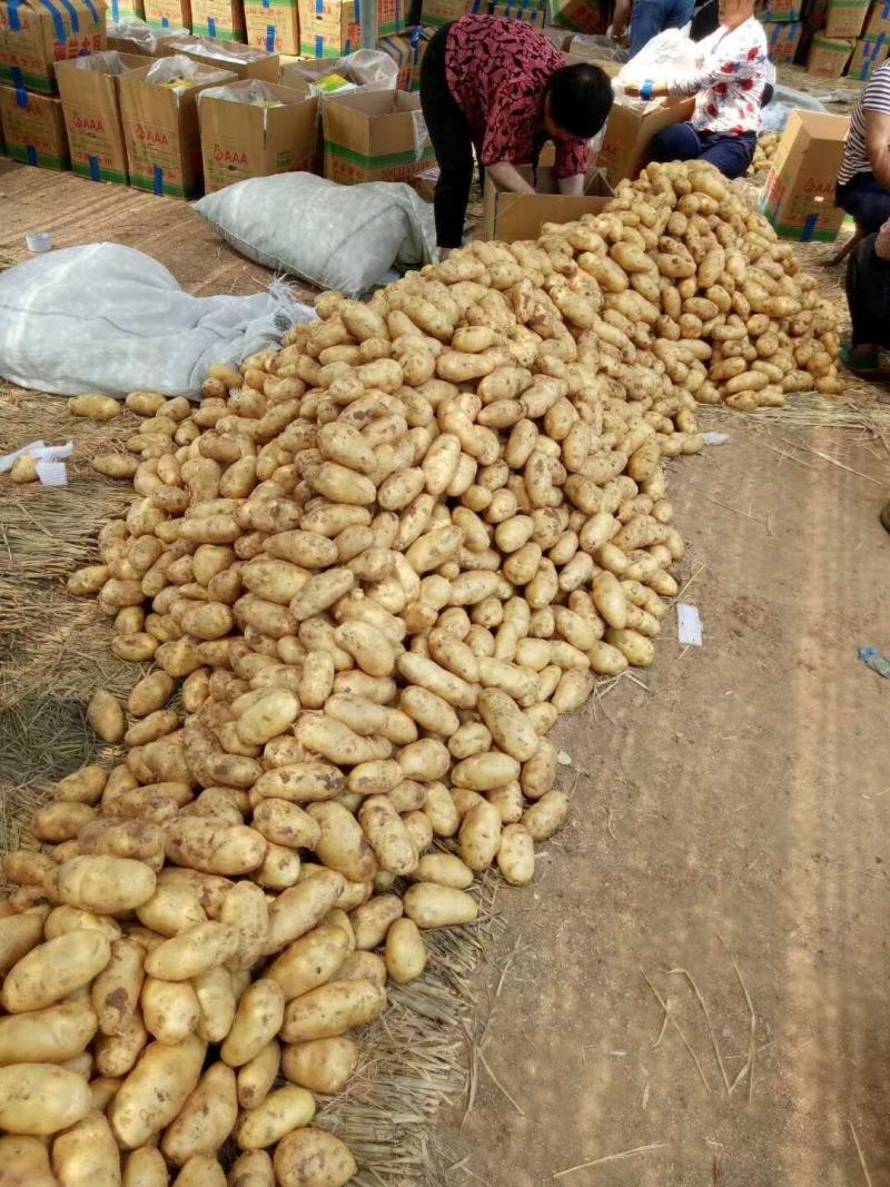 山东土豆荷兰十五土豆产地直供质量保证袋子箱子都有