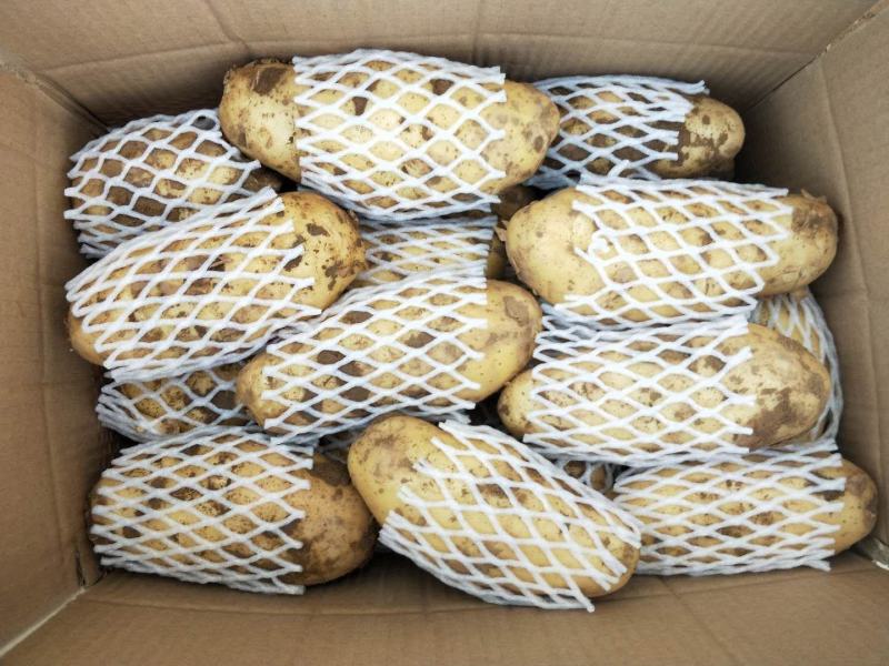 山东土豆荷兰十五土豆产地直供质量保证袋子箱子都有