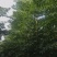 1000亩苦楝低价销售中