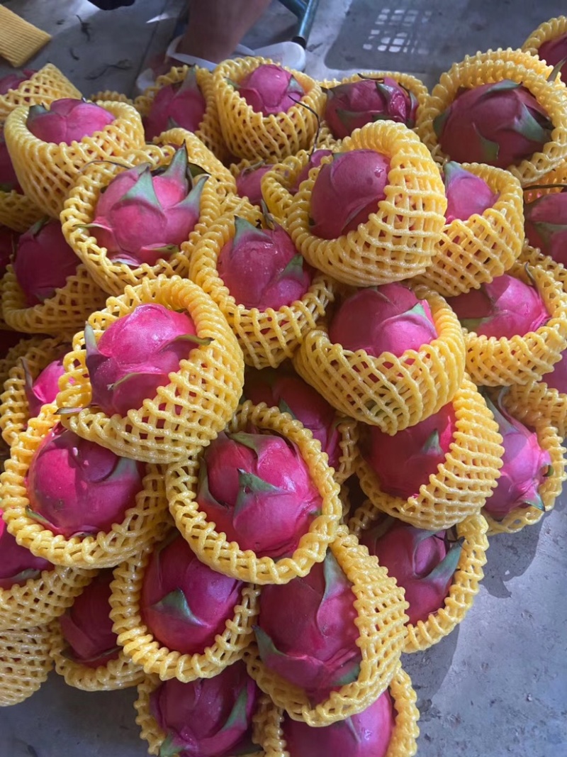 云南红心火龙果一手好货源，量大无优，欢迎老板采购！