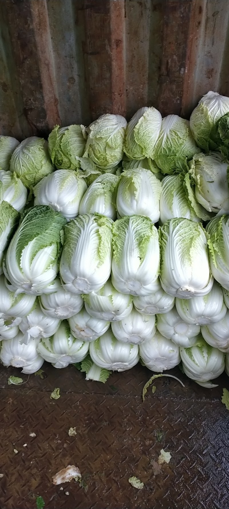 湖北精品黄心大白菜，农家种植量大品质好欢迎咨询