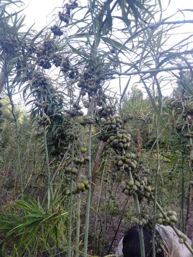黄精（滇红花新鲜黄精块茎）黄精家族中的贵族高产王甜黄精