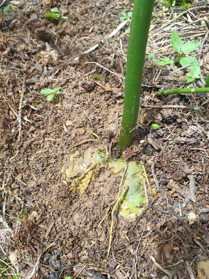 黄精（滇红花新鲜黄精块茎）黄精家族中的贵族高产王甜黄精