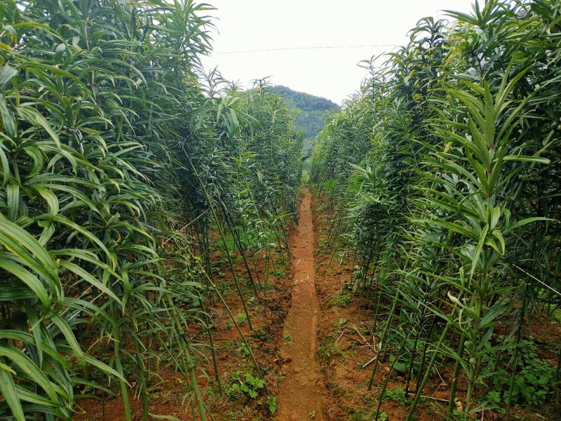 黄精（滇红花新鲜黄精块茎）黄精家族中的贵族高产王甜黄精