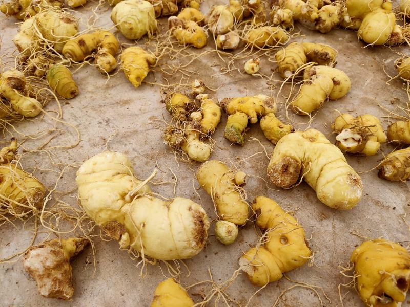黄精（滇红花新鲜黄精块茎）黄精家族中的贵族高产王甜黄精