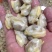 花甲，北海特产，味道正，爽口甜